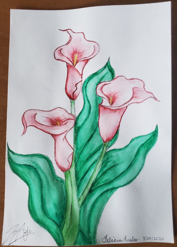 Premium Vector  Calla lily hand drawn line art engraving style
